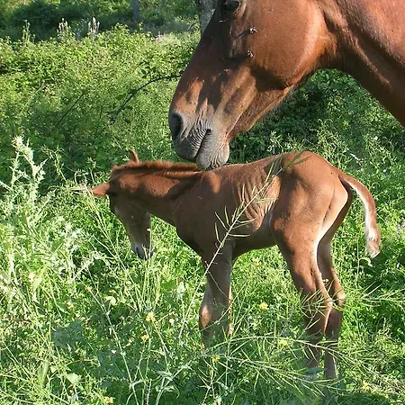 Gospodarstwo agroturystyczne Sas Abbilas *