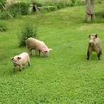 Sas Abbilas Alloggio per agriturismo Bonorva