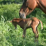Alloggio per agriturismo Sas Abbilas *