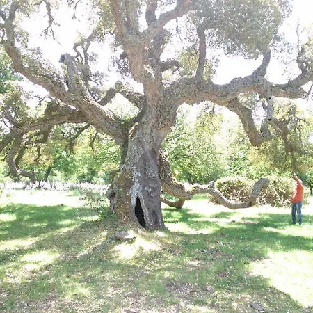 Sas Abbilas בית חווה