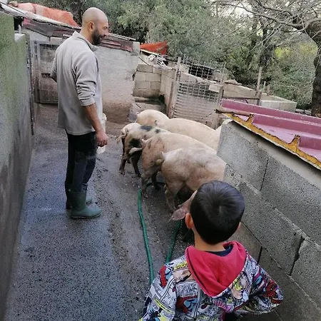 农家乐 Sas Abbilas Bonorva